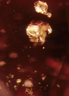 Ruby inclusion from Madagascar
